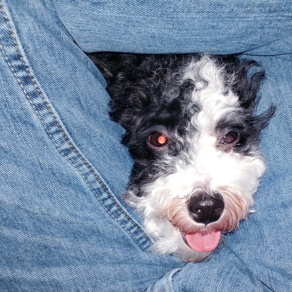 Meet your Posher, Rose